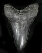 Black Lower Megalodon Tooth - South Carolina #23415-1